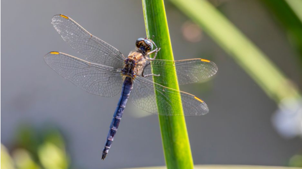 libelle